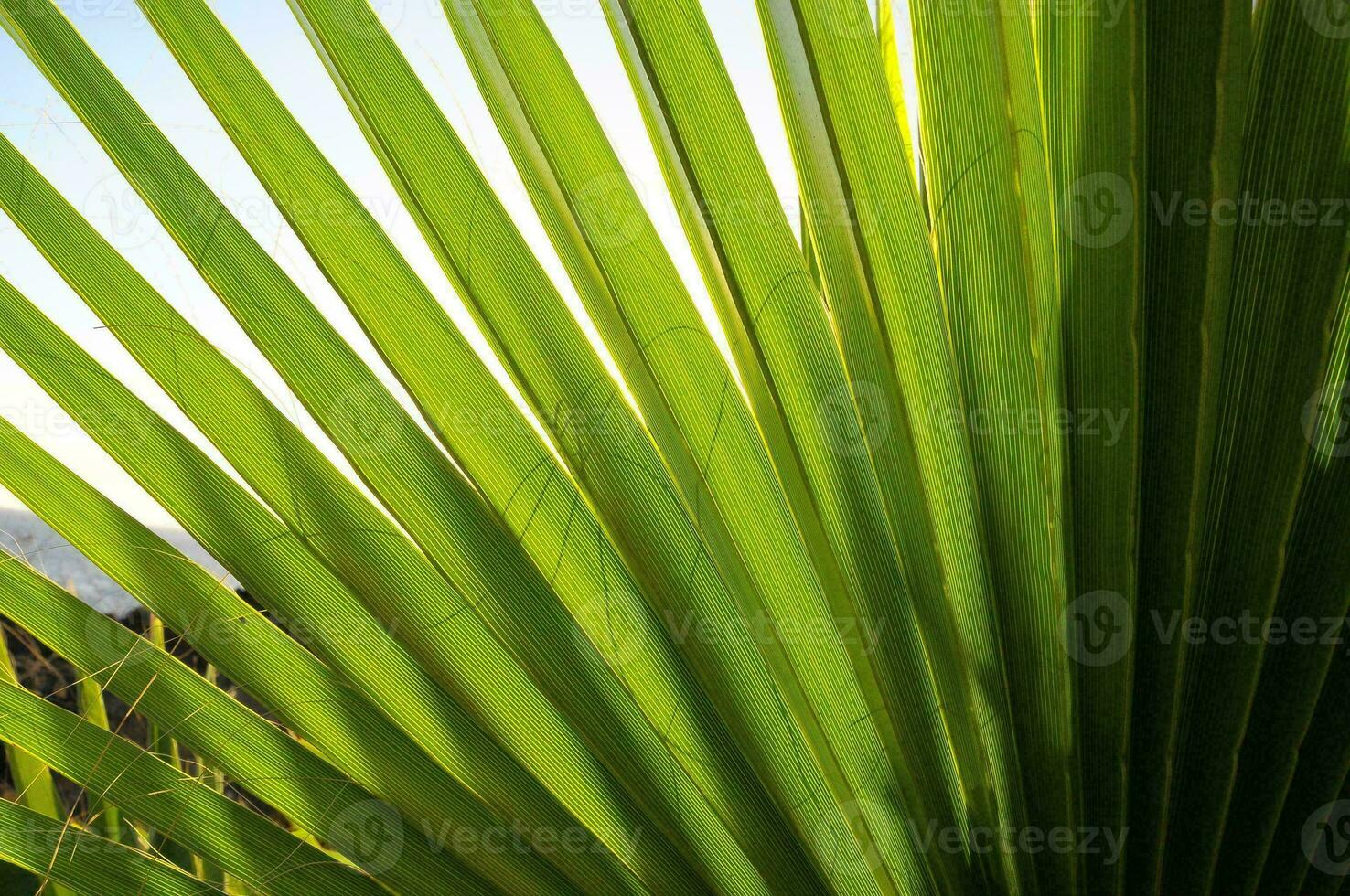 Tropical palm trees leaves photo