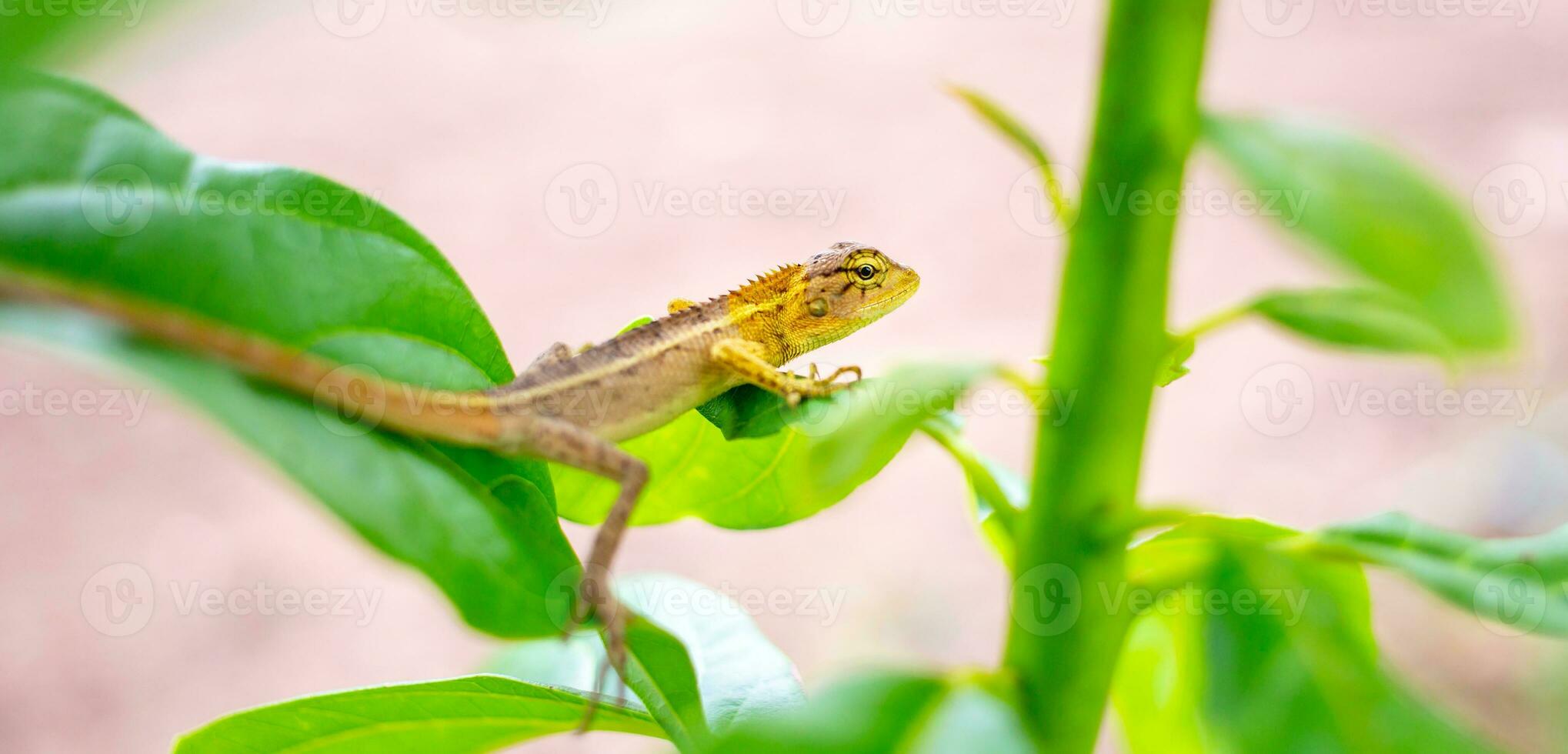 Oriental garden lizard on avocado tree ,oriental Garden Lizard - Calotes versicolor, colorful changeable lizard from Asian forests and bushes,Thailand photo