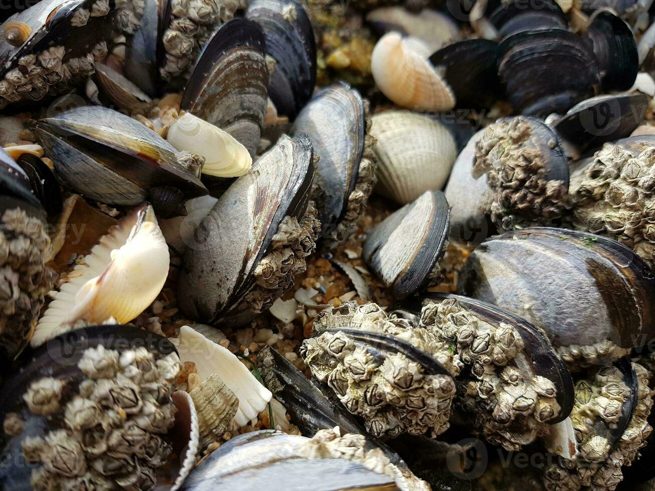 Sunny Summer Day at Brittany Coast with Mussels and Oysters photo