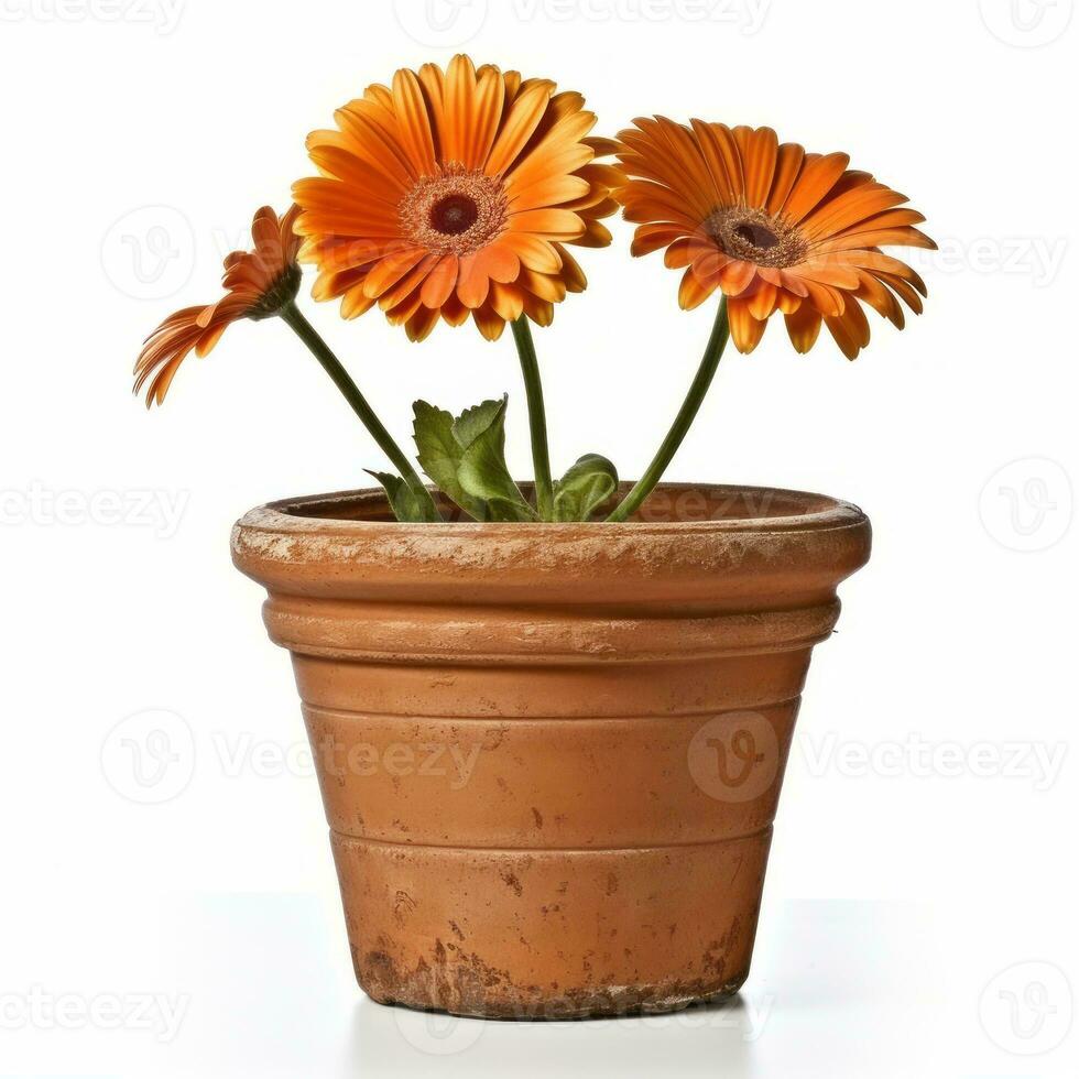 Flowers in pot on white background AI Generative photo