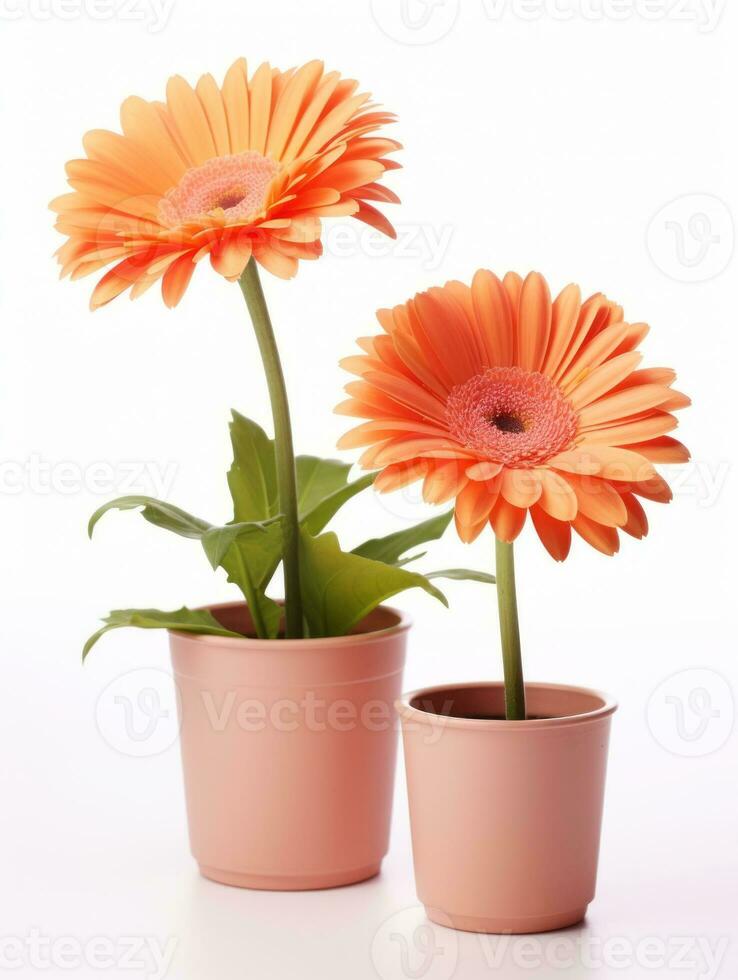 Flowers in pot on white background AI Generative photo