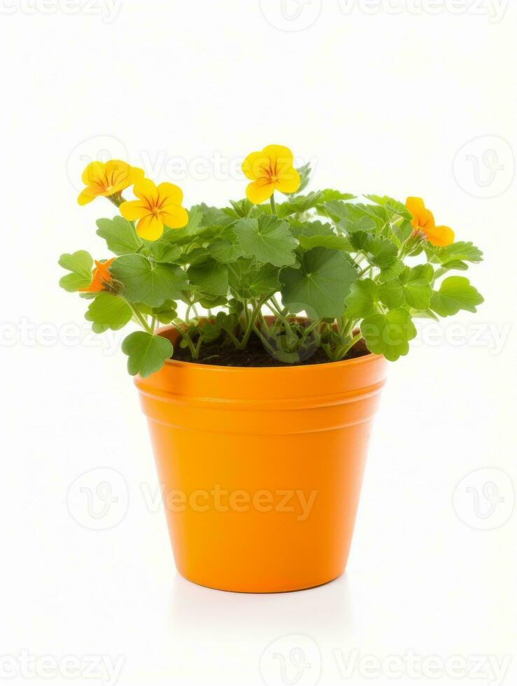 Flowers in pot on white background AI Generative photo