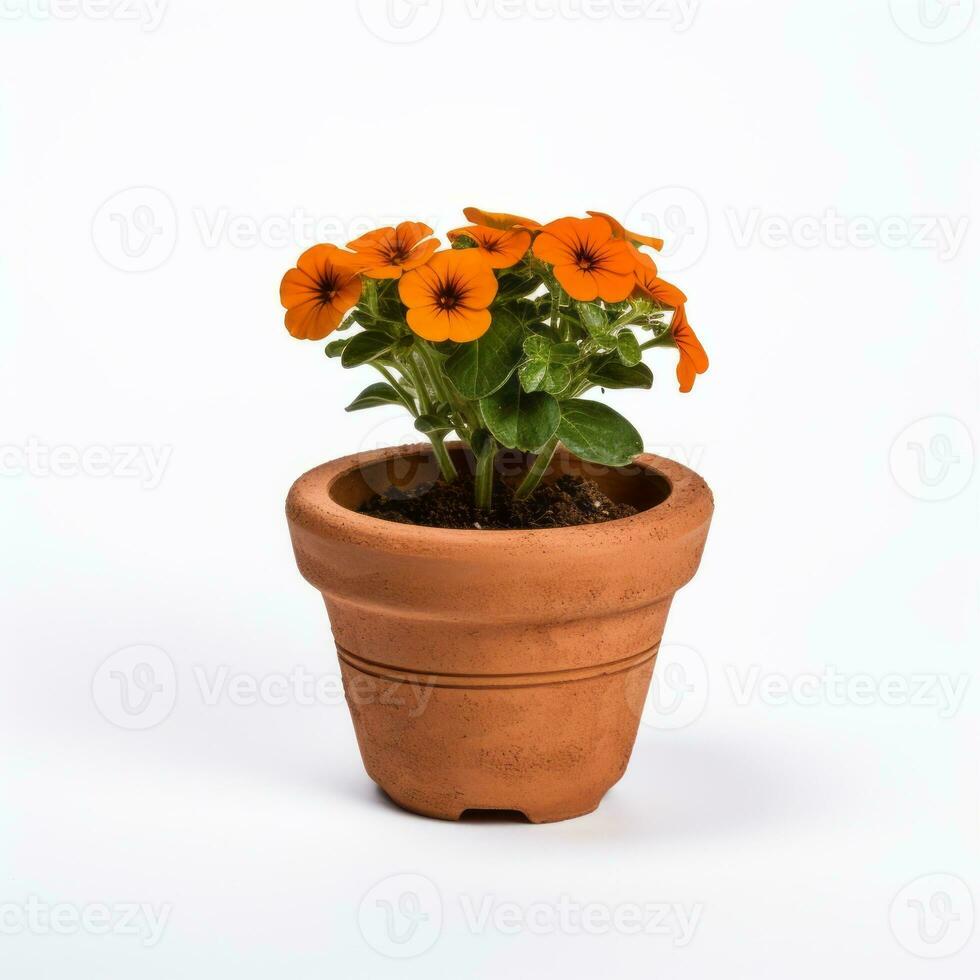 Flowers in pot on white background AI Generative photo