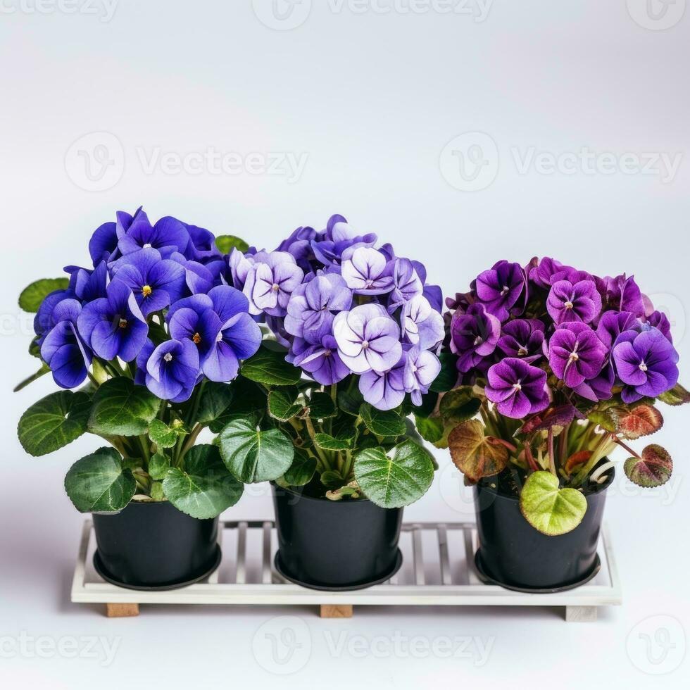 flores en maceta en blanco antecedentes ai generativo foto