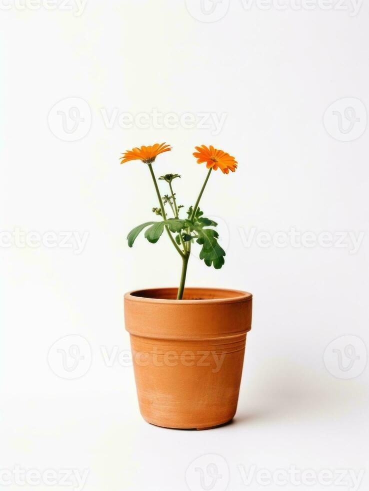 Flowers in pot on white background AI Generative photo