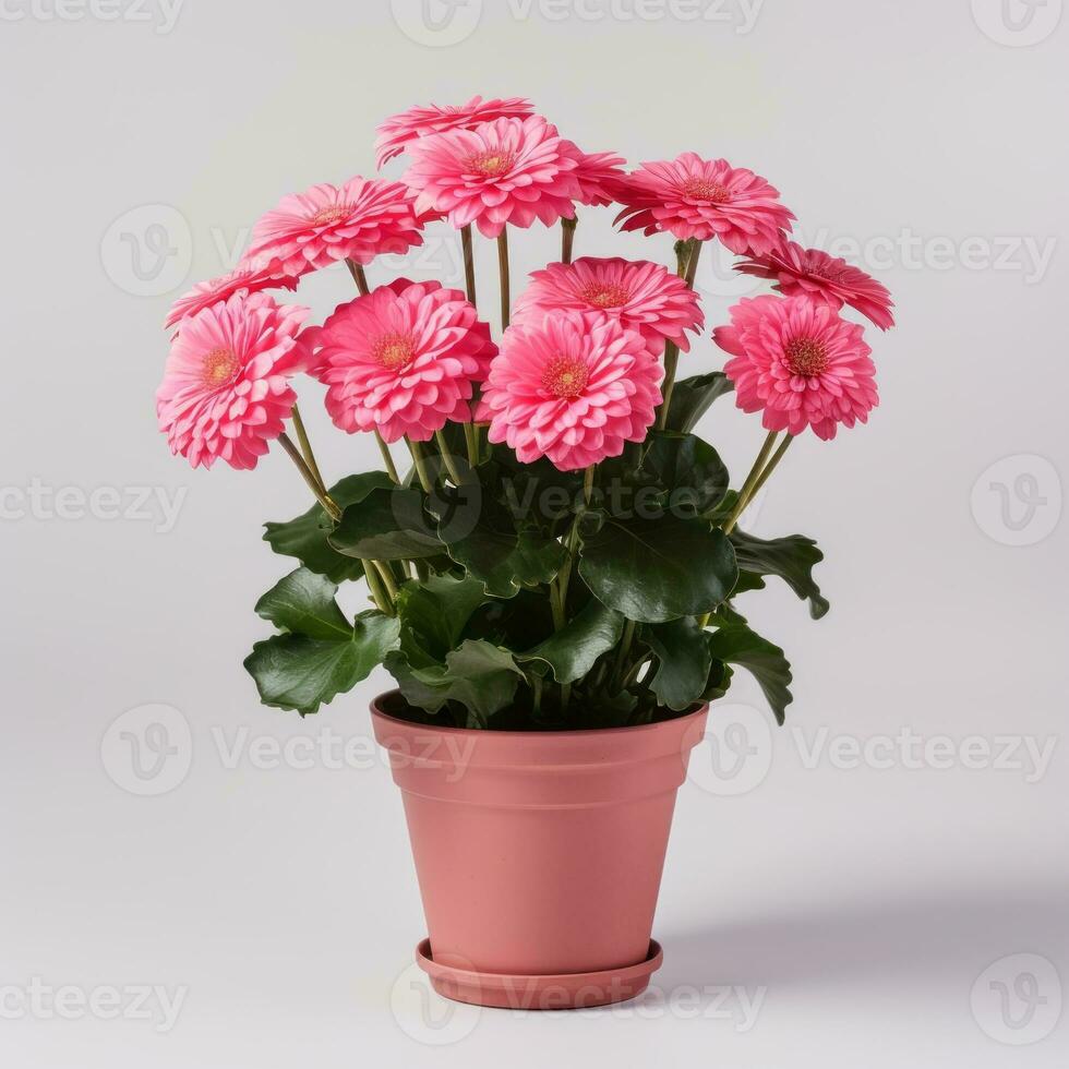Flowers in pot on white background AI Generative photo