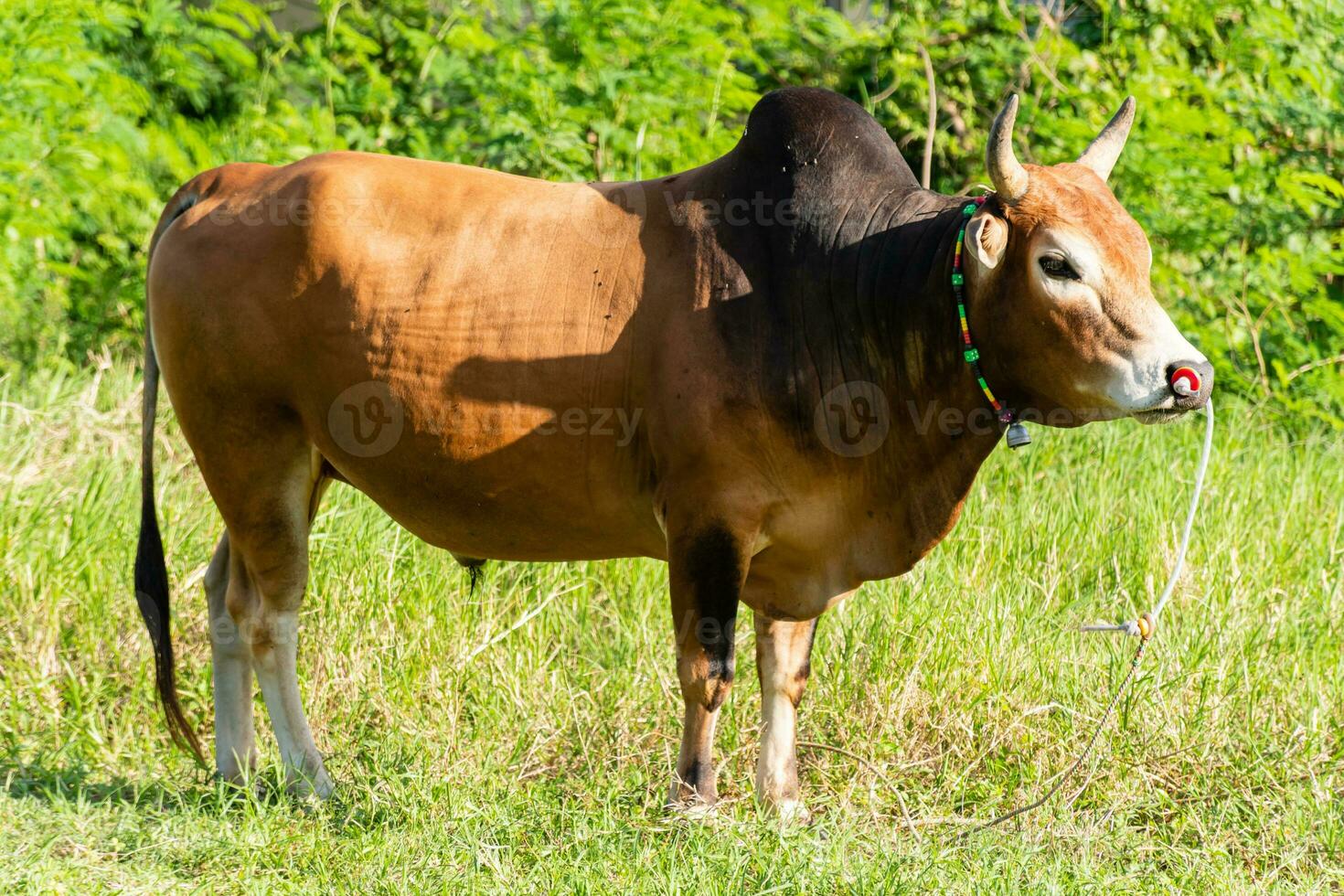 a brown cow standing in a field with a green bush in the background photo