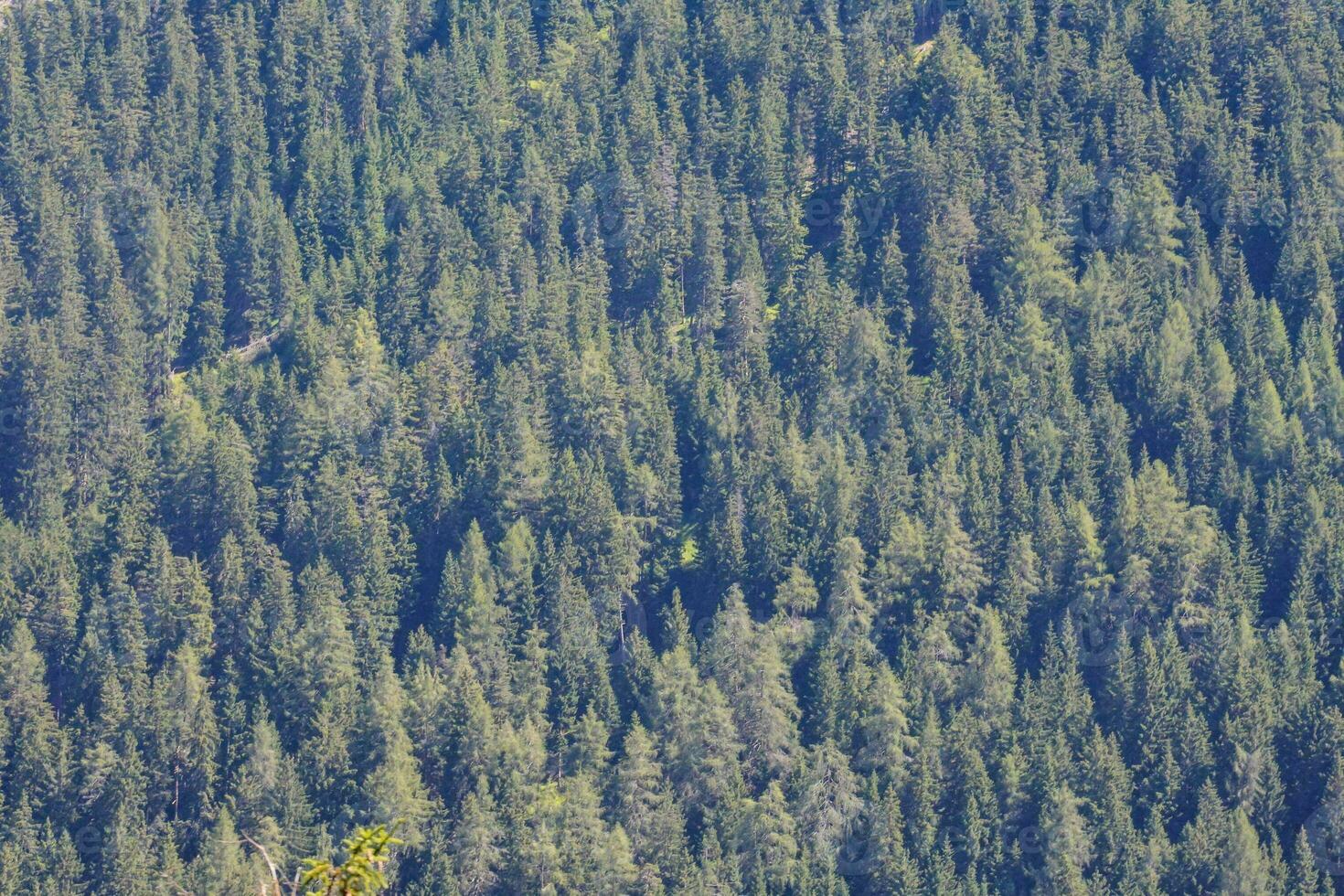 un montaña con un lote de arboles foto