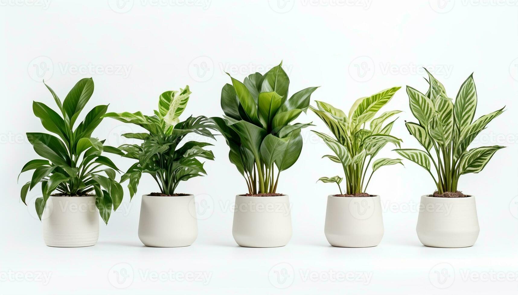 Green houseplants in pots add a touch of nature to the home, providing fresh air and a sense of growth and well-being. Generative Ai. photo