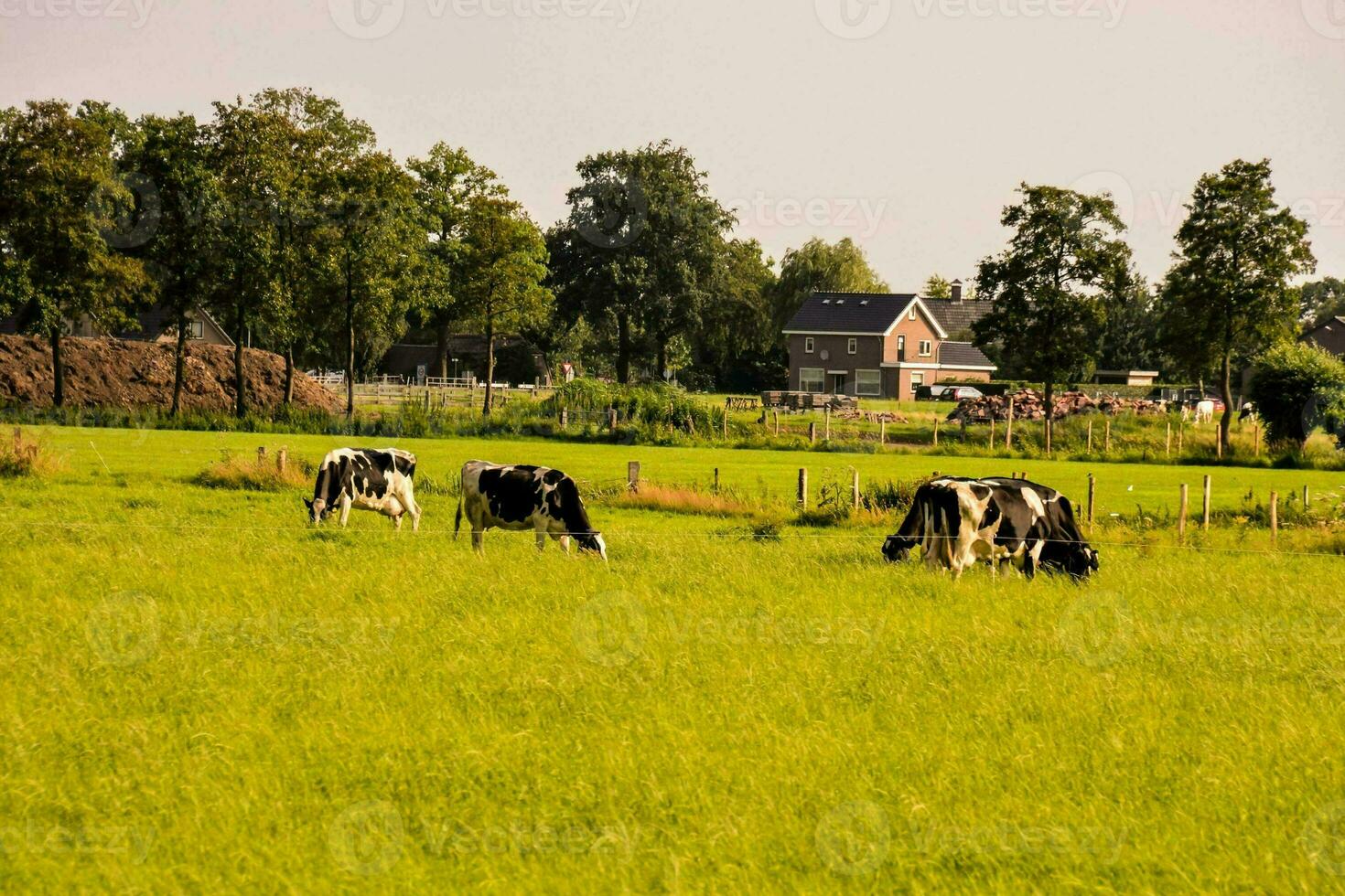 vacas pasto en un campo con un casa en el antecedentes foto