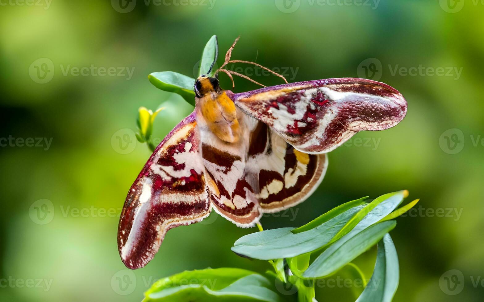 Symphonic Elegance, A Close Encounter with the Exquisite Patterns of a Moth's Wings. AI Generated photo