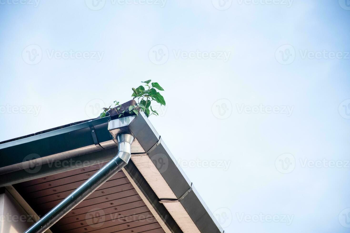 The trees on the gutter were grown from the seeds that the birds have eaten and drowned on the roof of the building. Copy space blue sky for design, text. Blue sky and cloud blurred background photo