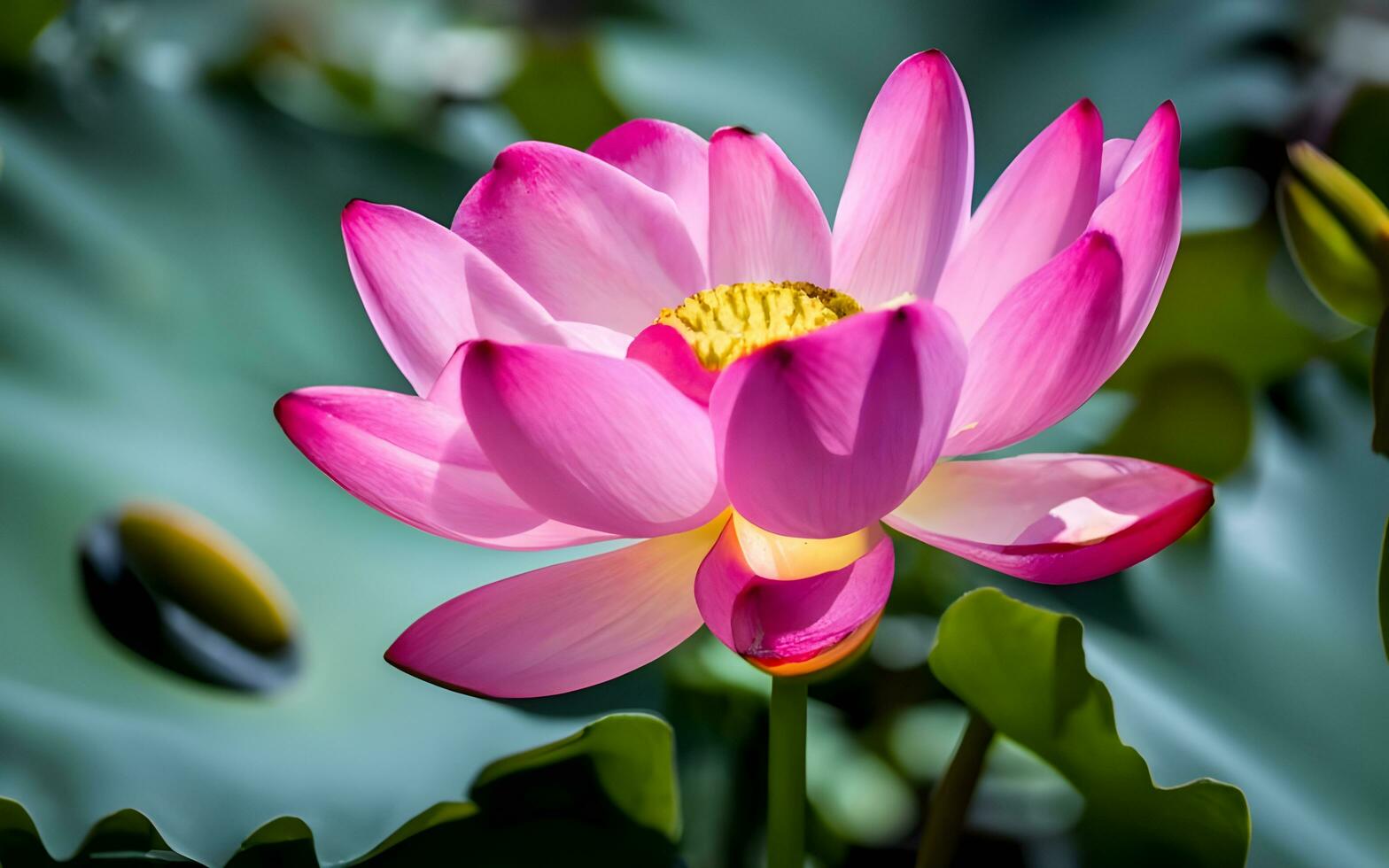 Exquisite Close-Up, Delicate Water Lily Petals Revealed in Stunning Detail Amidst Tranquil Pond Beauty. AI Generated photo