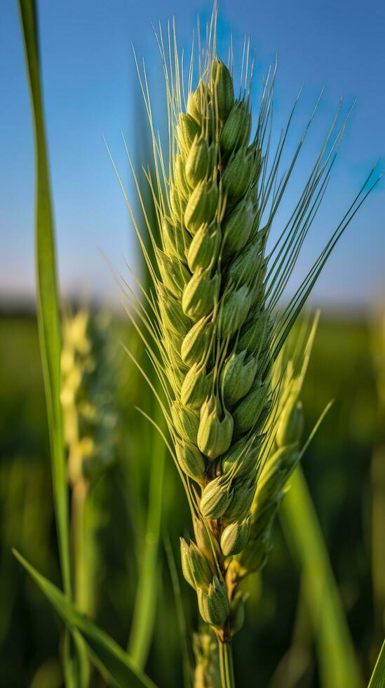 Green barley spike closeup, Green wheat, full grain, Close up of an ear of unripe wheat, AI Generative photo