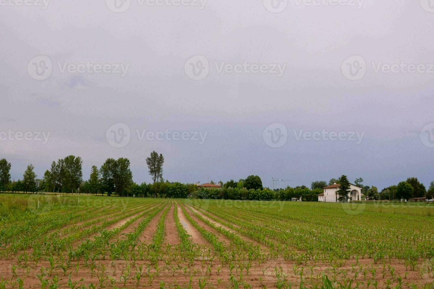 a field with corn plants and a house in the background photo