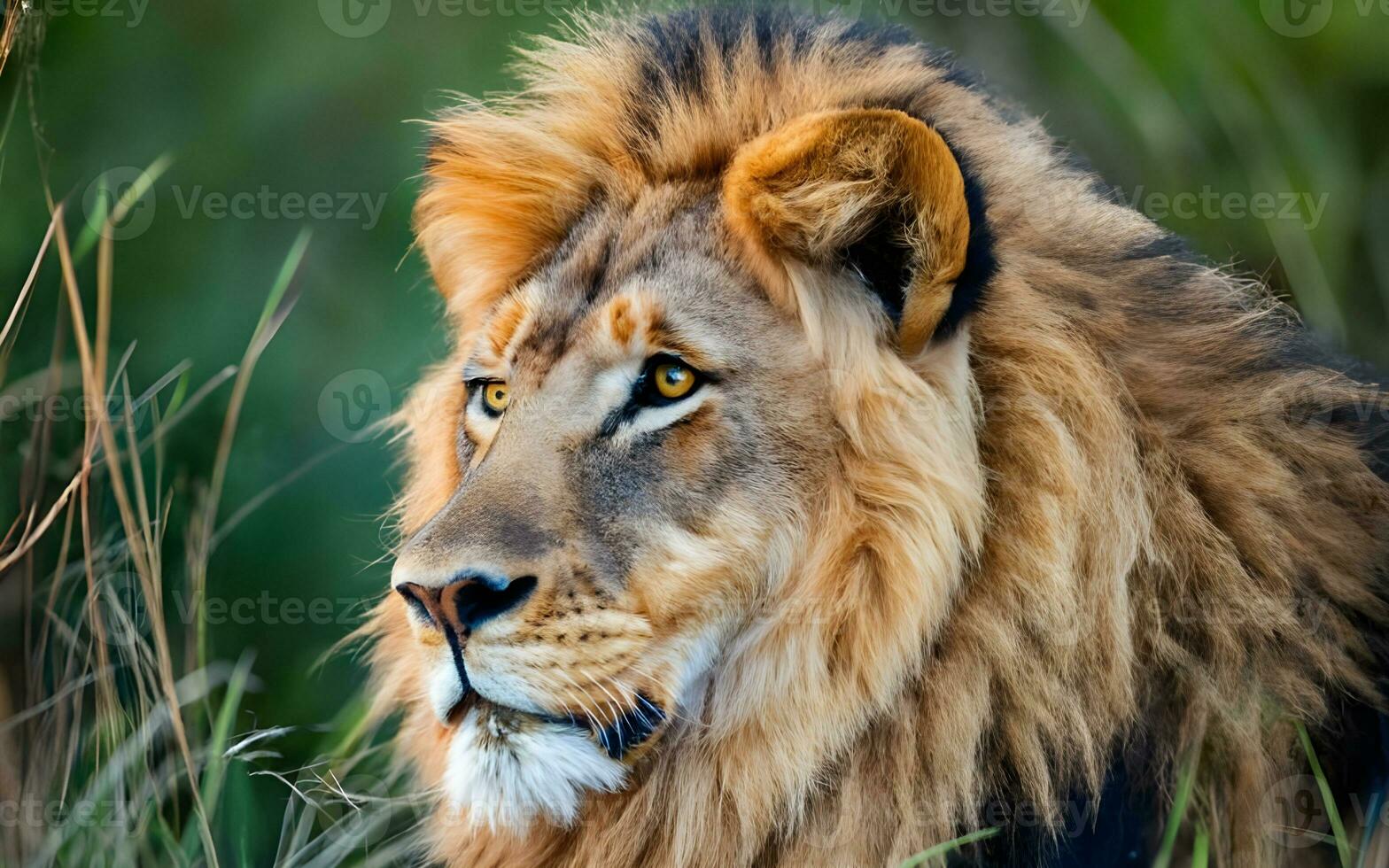 A Breathtaking Glimpse into the Powerful Presence of a Lion Roaming the Untamed Savannah. AI Generated photo