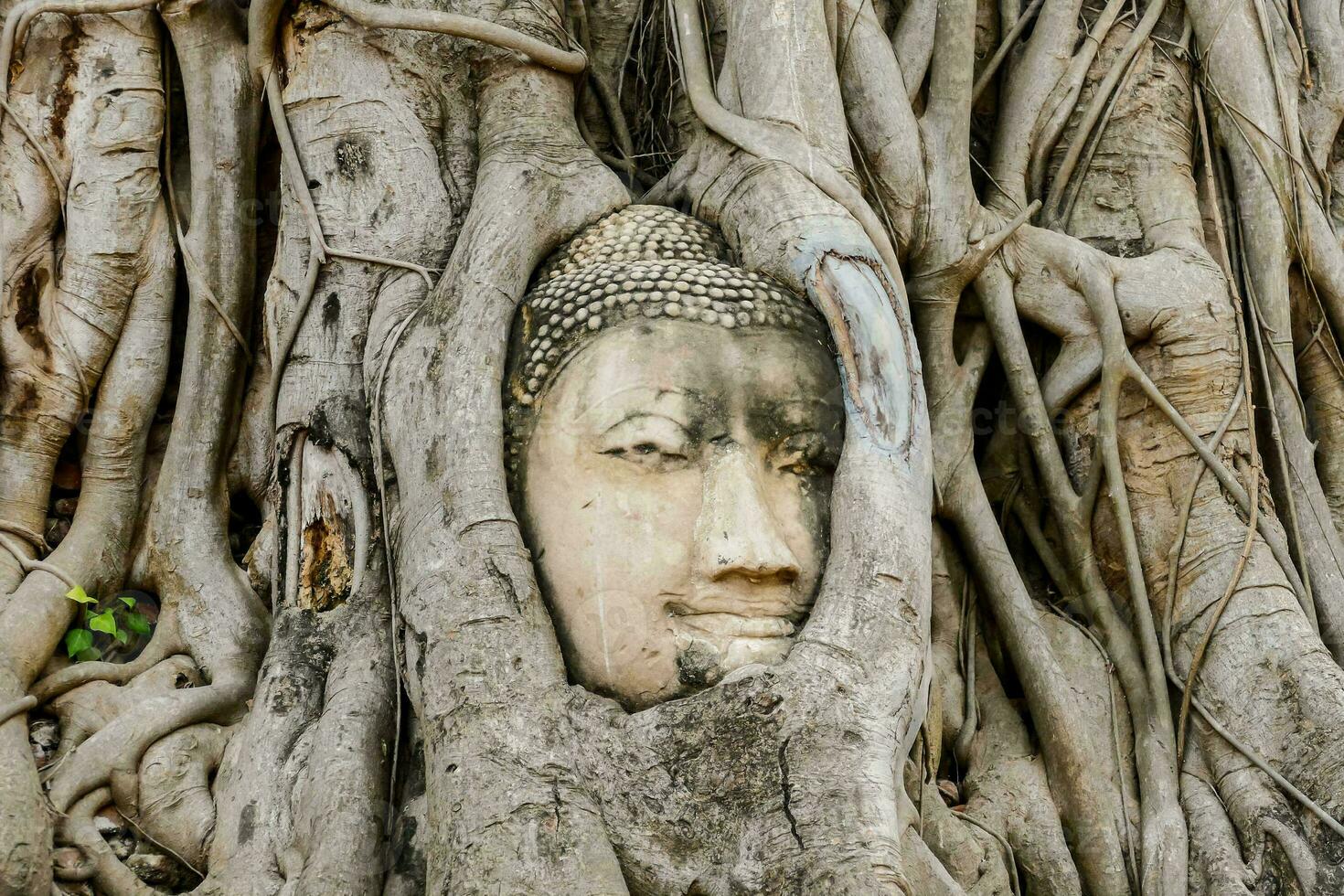 a buddha head is in the roots of a tree photo