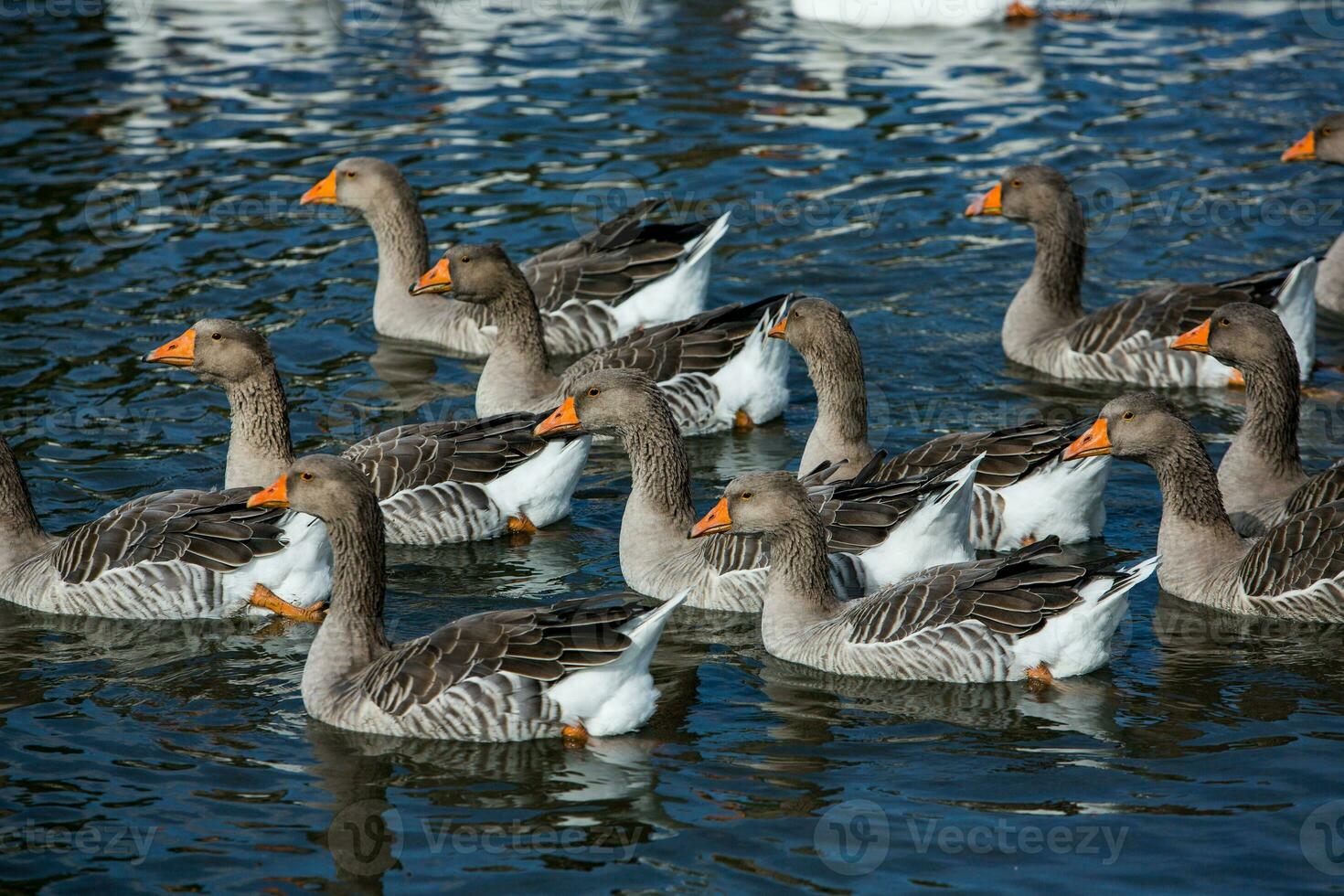 A flock of white geese swims in the water of the lake. photo