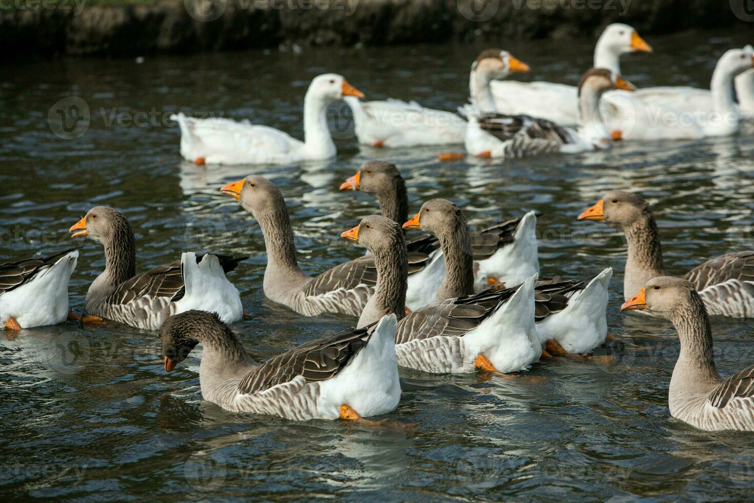 A flock of white geese swims in the water of the lake. photo