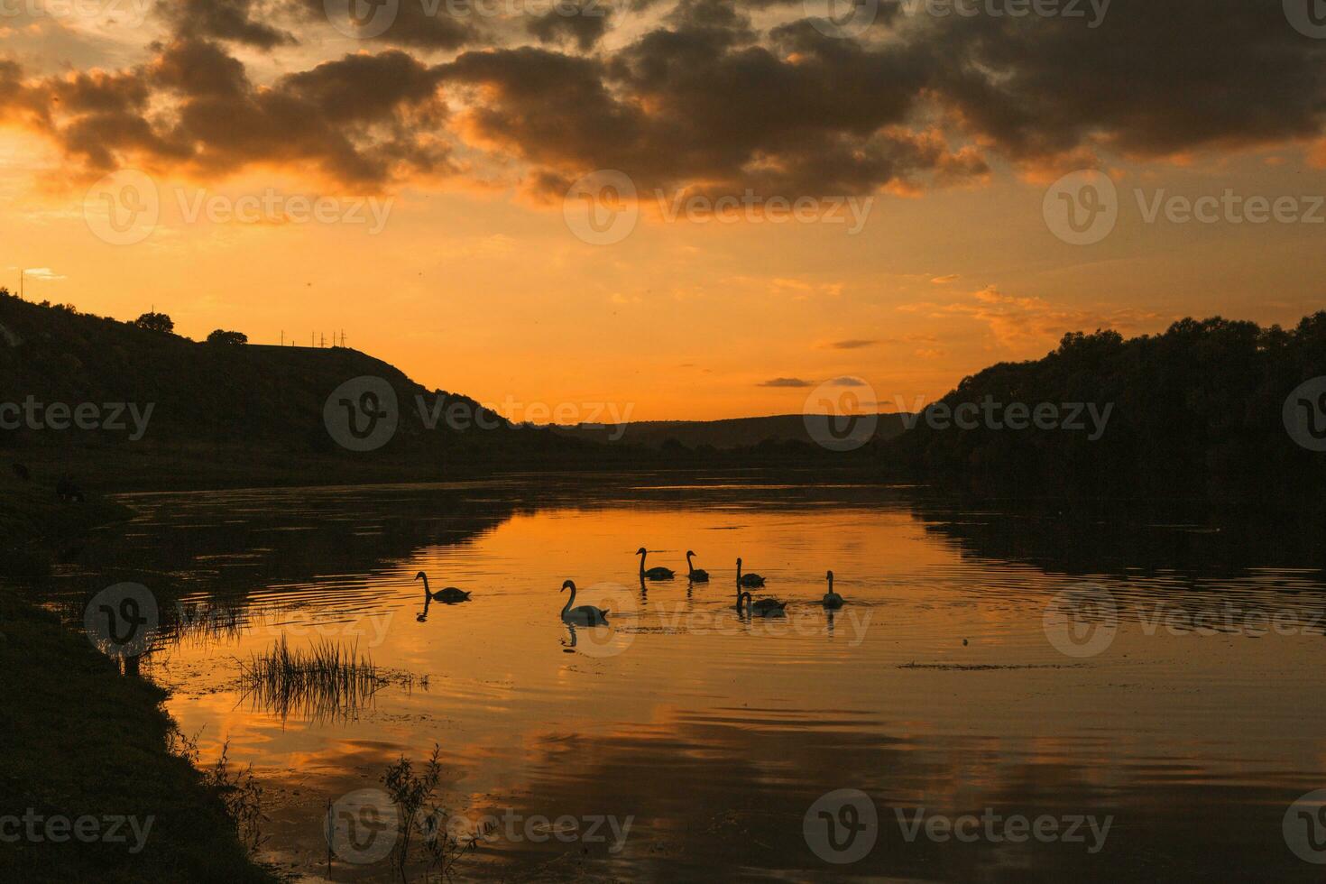 Mute swans swimming in a lake at sunset. Beautiful nature background. photo