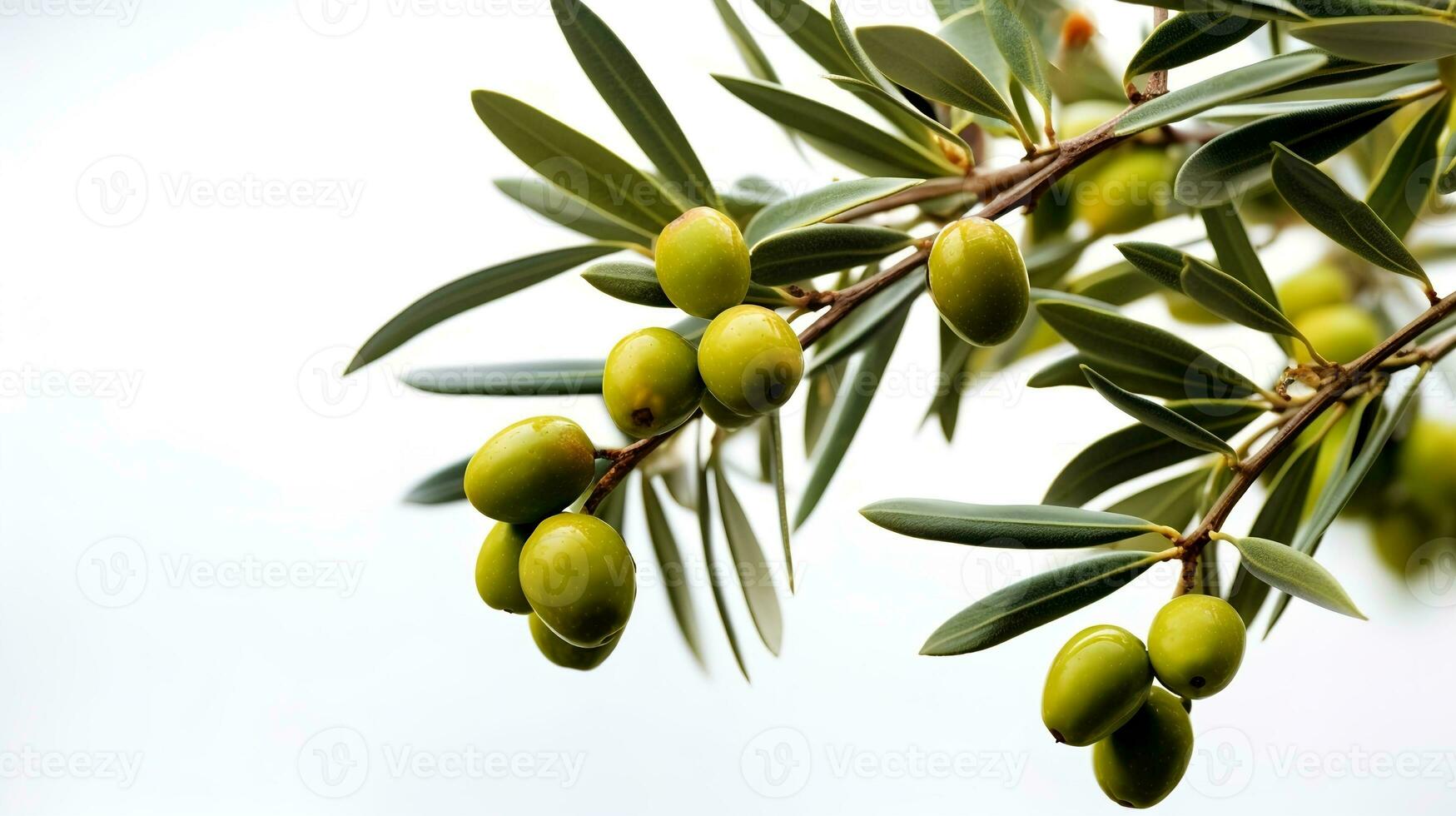 de cerca de un aceituna árbol rama en un blanco antecedentes. generativo ai foto