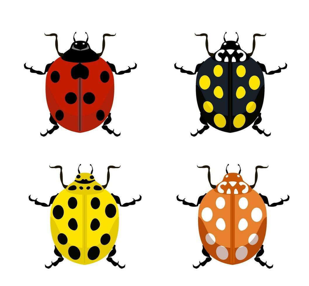 Ladybug. Insects nature bugs illustrations of cartoon red, yellow and black ladybugs. vector