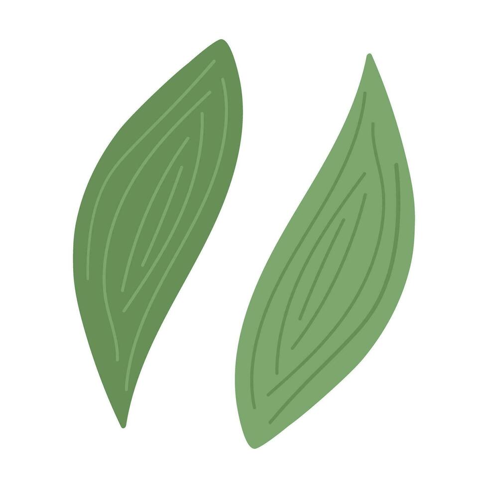 Abstract isolated image of hand drawn leaves of spathiphyllum in trendy green shades. Hello spring vector