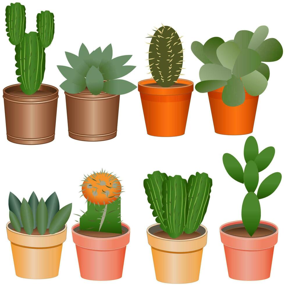 Succulent Vector Set