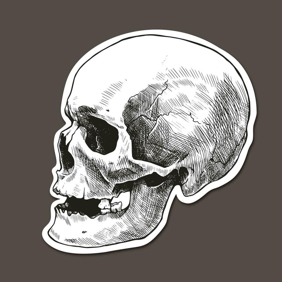 Sticker with hand drawn human skull in profile. Vector graphic illustration.