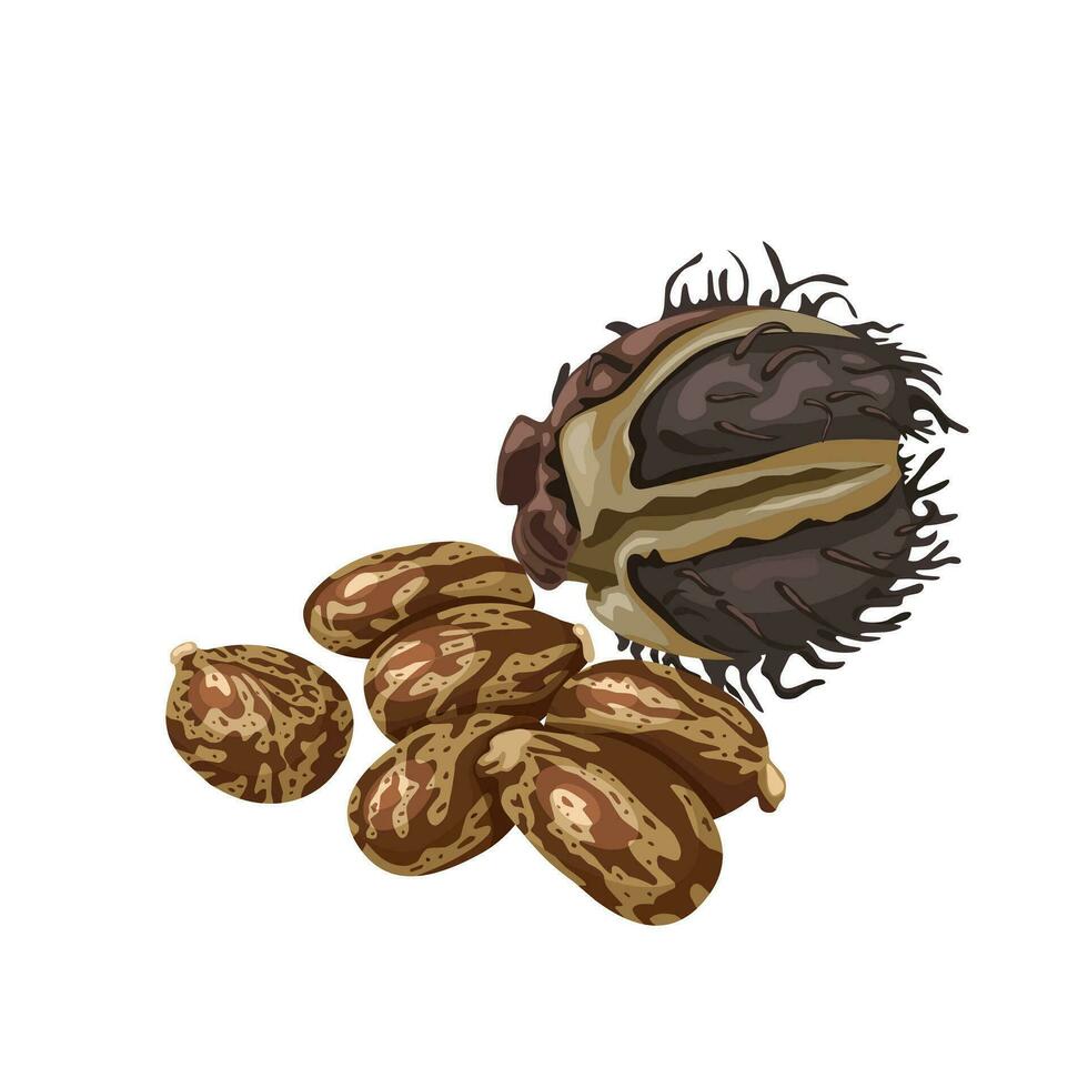Vector illustration, dried castor beans, scientific name Ricinus communis, isolated white background.