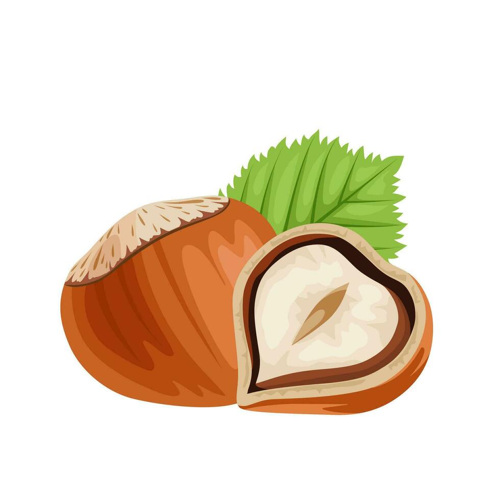 vector illustration, hazelnuts with shell and green leaves, isolated on white background.