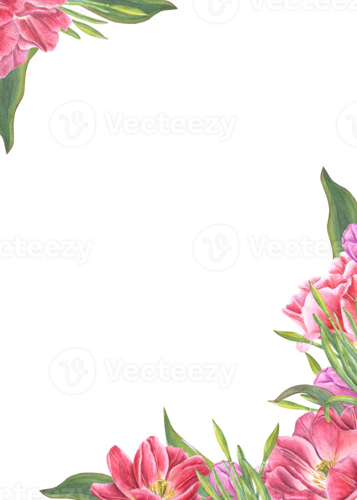 Watercolor celebration vertical frame with tulips, daffodils, leaves. Lovely spring illustration for greeting cards and invitations. Wedding, birthday, Valentines day png