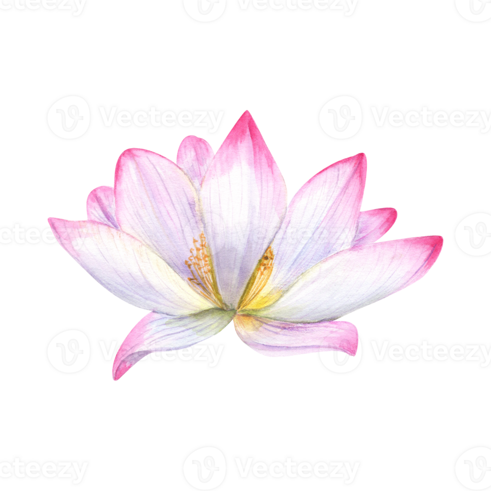 White pink delicate Water Lily. Lotus flower, Indian Lotus, Sacred Lotus. Multi-petaled flower. Watercolor illustration. For cosmetic design, ayurveda products, poster, logo, label png