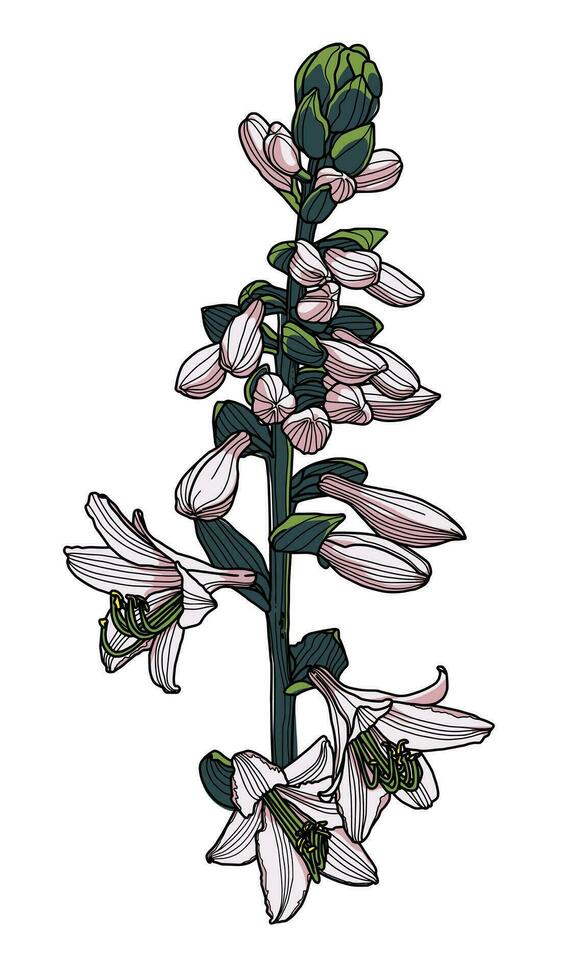 Realistic hosta flower hand drawing with leaves and buds, modern digital art. Design element for decorating printed products, invitations, postcards. vector