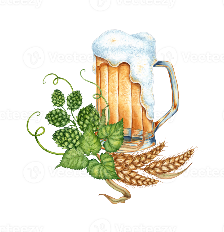 Watercolor illustration of beer in a mug with green hops, ears of wheat and grain. Harvest festival, beer festival. Compositions for posters, cards, banners, flyers, covers, png