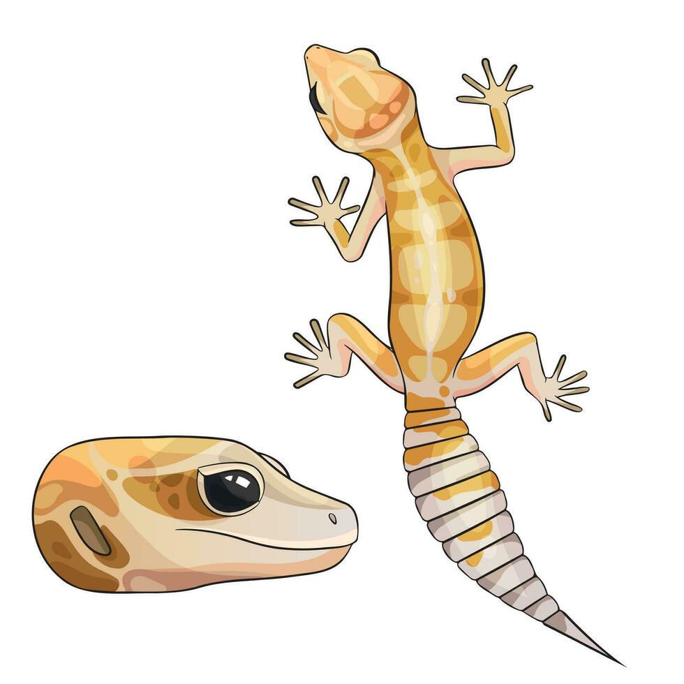 Vector illustration of an eublepharis leopard gecko White and yellow