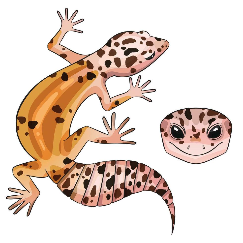 Vector illustration of an eublepharis leopard gecko White and yellow