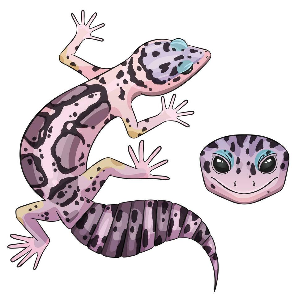 Vector illustration of an eublepharis leopard gecko Mack snow