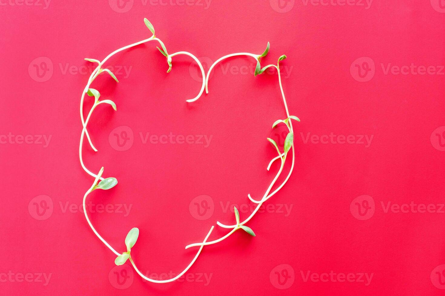 Heart symbol with a sunflower seedling is a Valentine's Day concept. And healthy food. Close-up and red background. photo