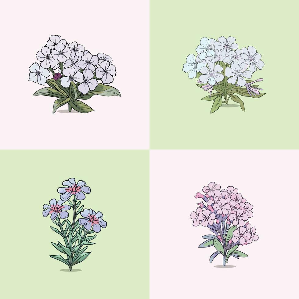 phlox vector clip art illustration