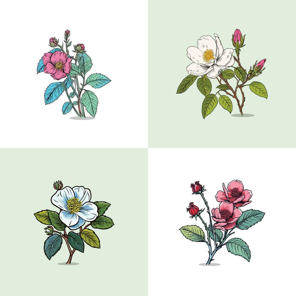 rugosa rose vector clip art illustration