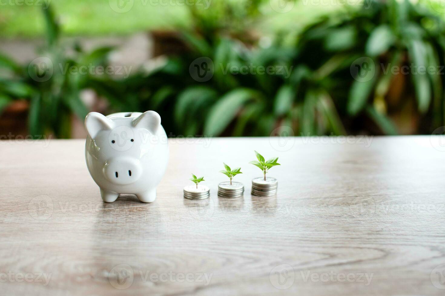 White piggy banks and trees on the coins on the table wood Money saving concept investment budget wealth business, financial. Selective focus on piggy banks. Close up a photo, blurred green background photo