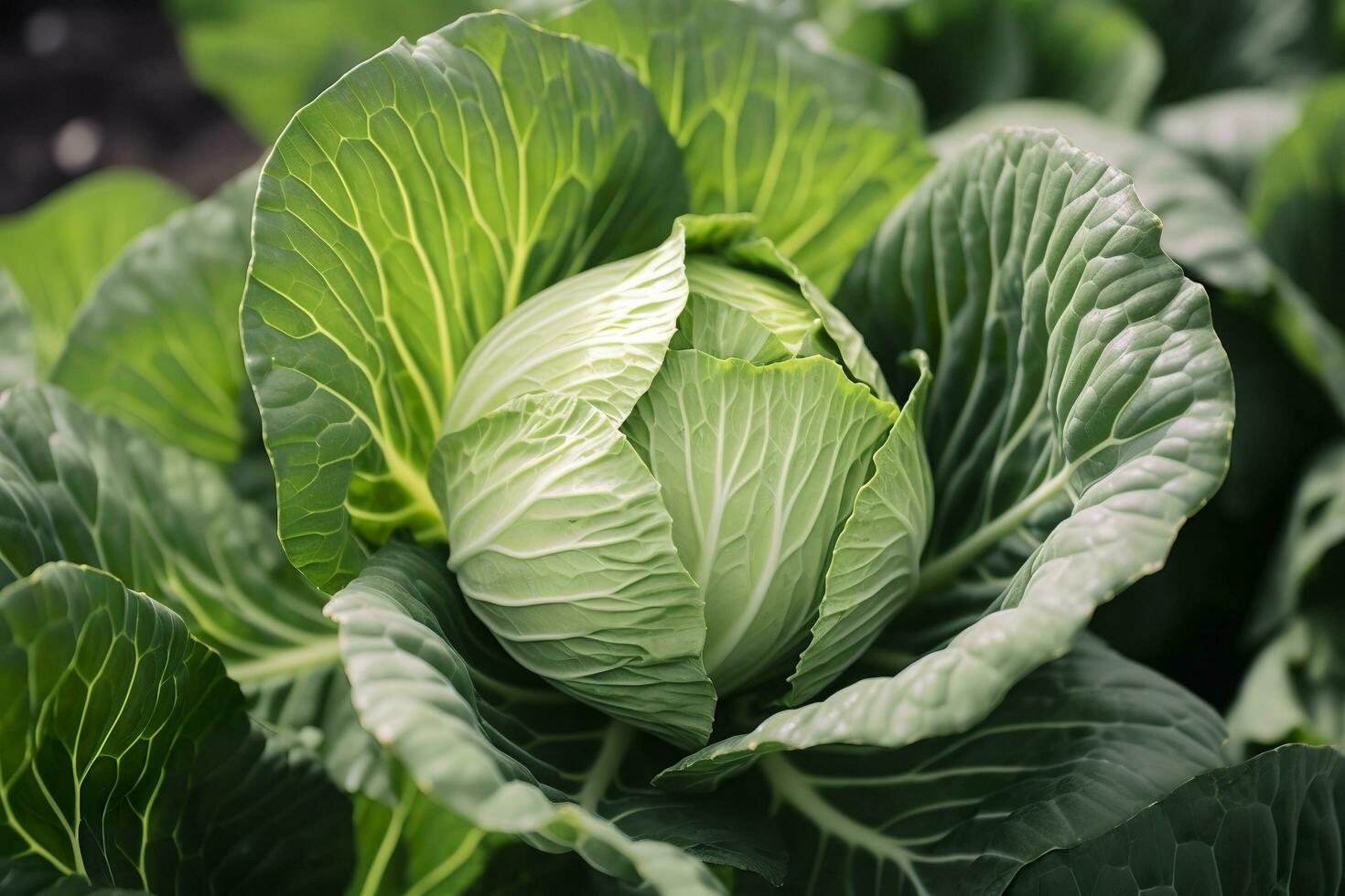 Cabbage growing in an urban garden. Cabbage leaves and head close up. Generative AI photo