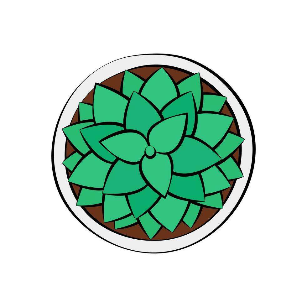 Succulent top view vector illustration. Cute small houseplant in pot isolated. Green plant drawing