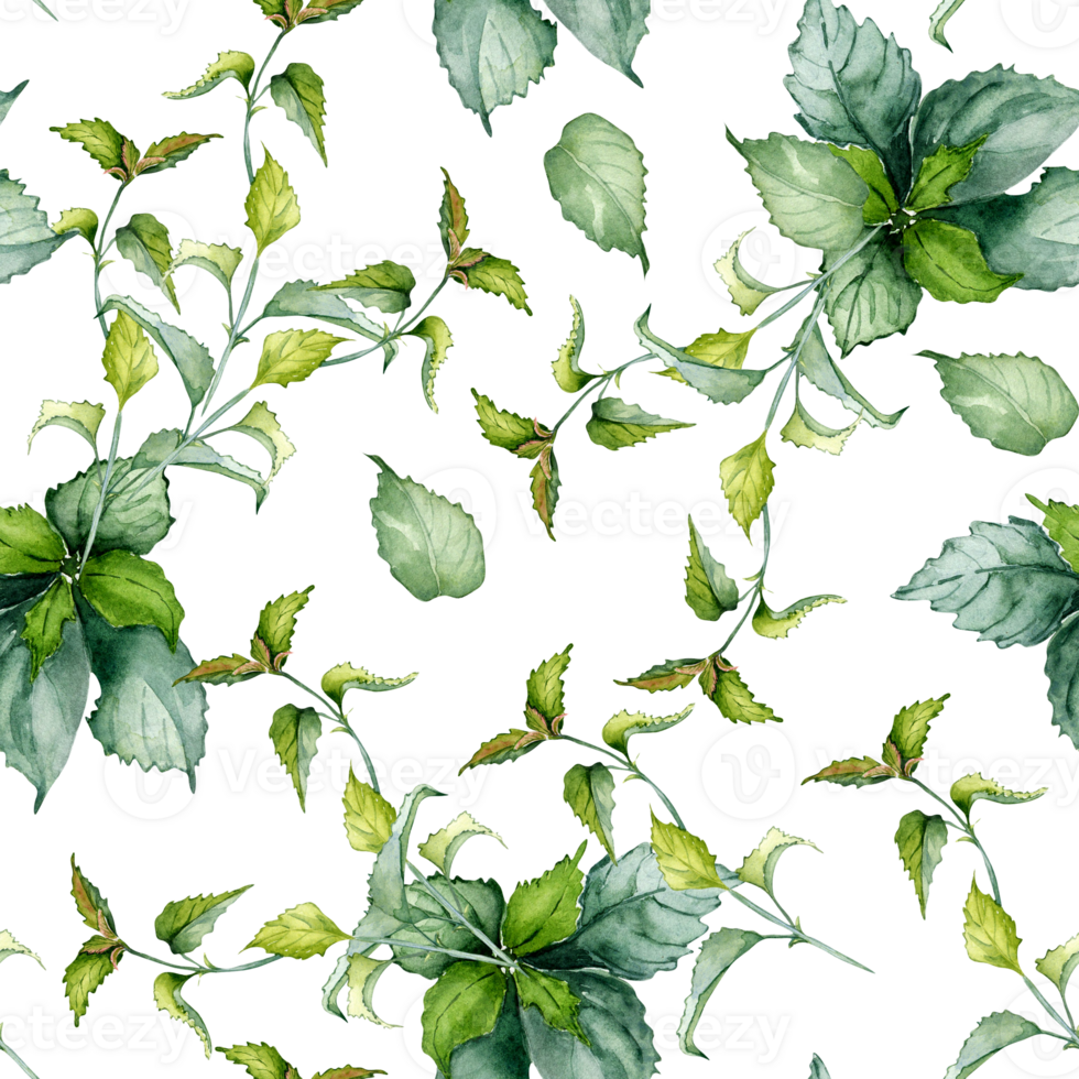 Nettle stem herbal plant watercolor seamless pattern. Urtica dioica, green leaves, useful herb hand drawn. Design for textile, package, wrapping, fabric, wallpaper. png