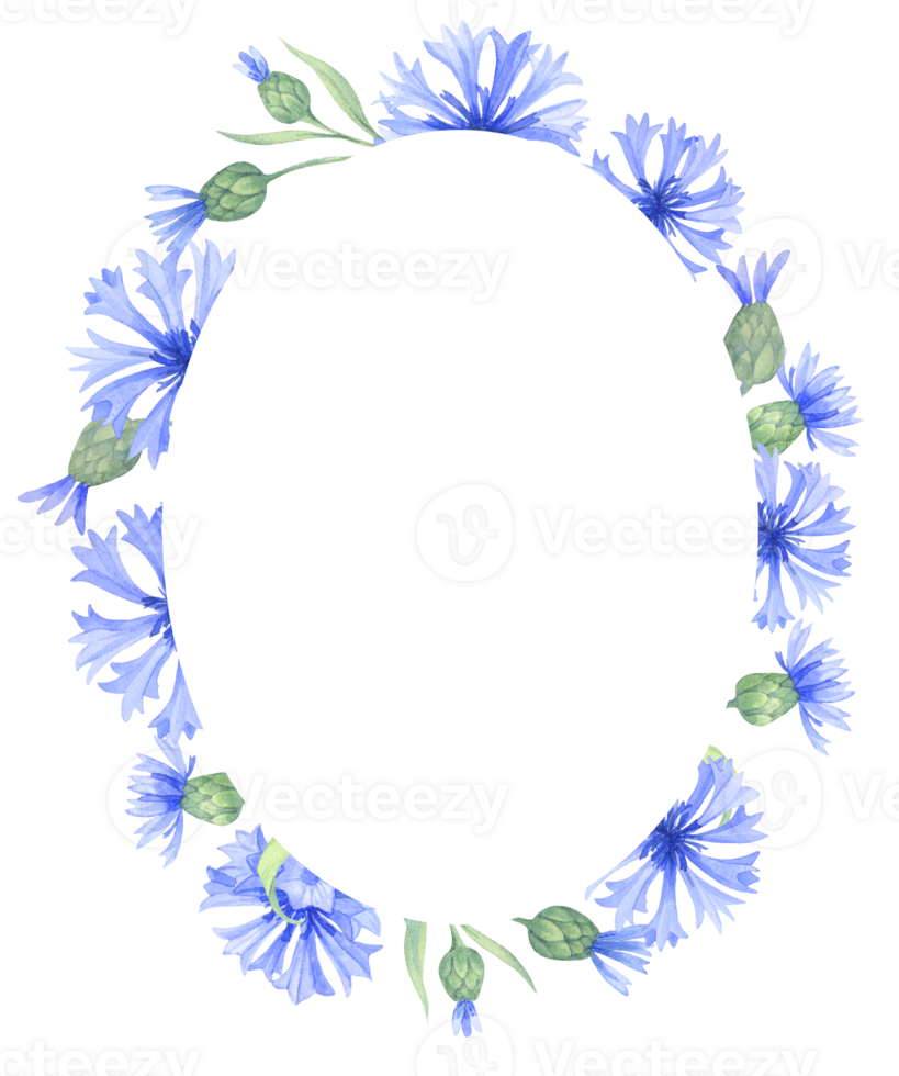 Frame with cornflower flowers. Watercolor illustration png