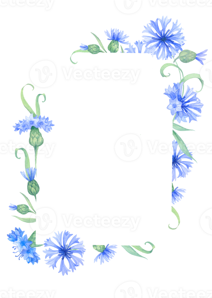 kader met korenbloem bloemen. waterverf illustratie png