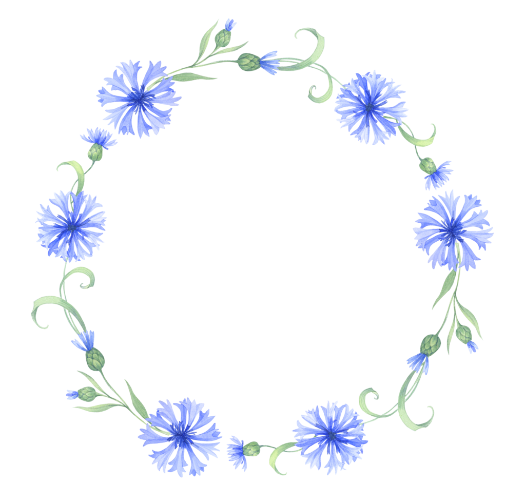 Frame with cornflower flowers. Watercolor illustration png