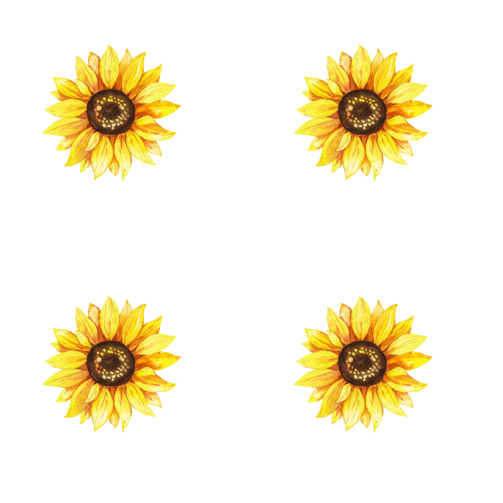 Sunflowers yellow flowers, floral illustration, rustic seamless pattern png