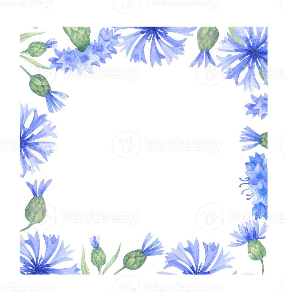 kader met korenbloem bloemen. waterverf illustratie met blauw bloemenm png